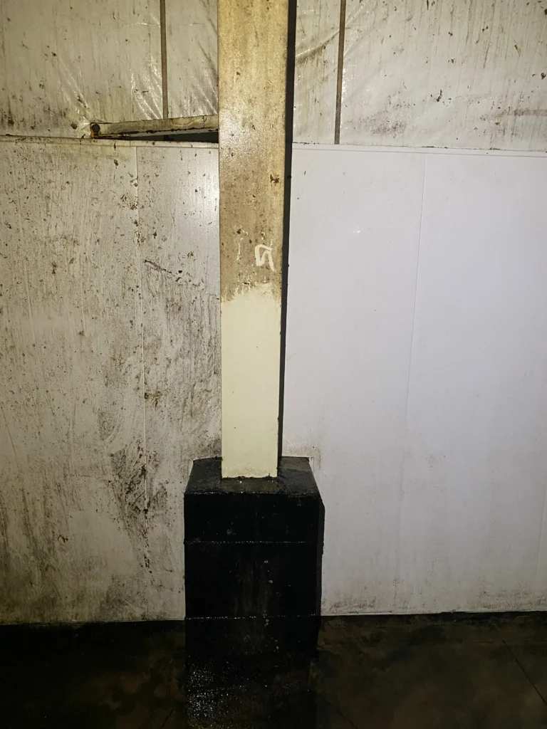mold remediation